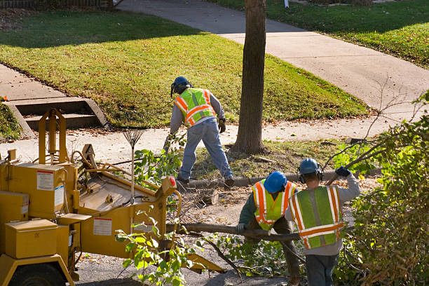 Best Hazardous Tree Removal  in Fairview Ferndale, PA